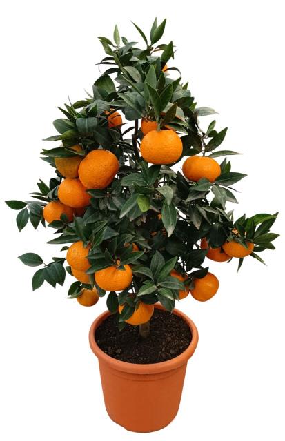 Citrus Mandarine Stamm