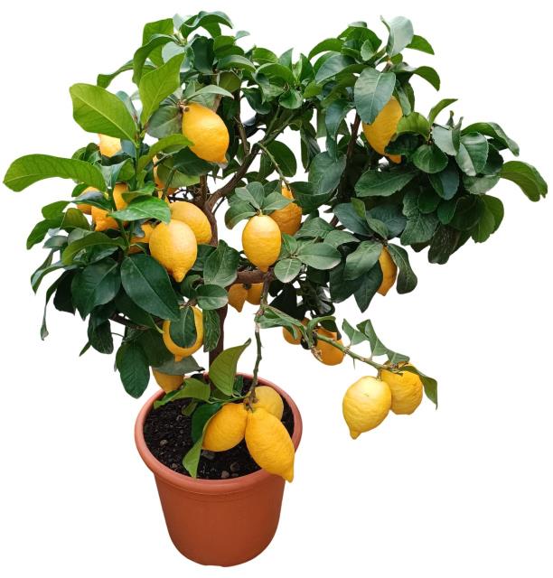 Citrus Zitrone Stamm