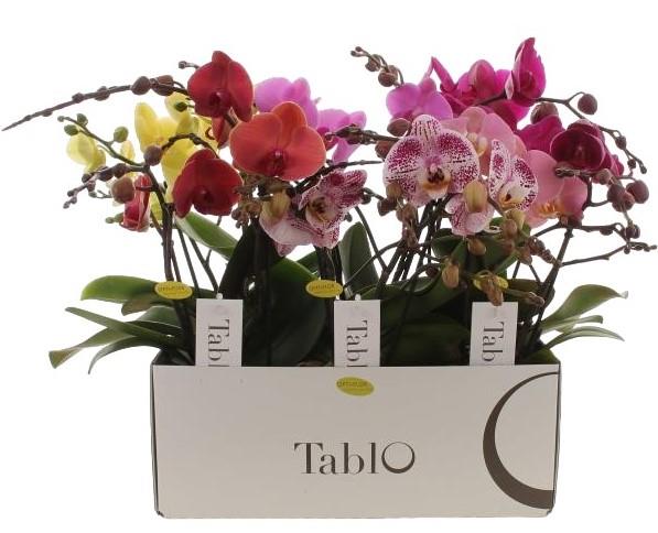 Phalaenopsis Tablo Mix